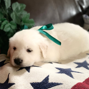 Golden Retriever Puppy BoBo Jr