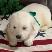 Golden Retriever Puppy BoBo Jr