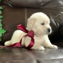 Golden Retriever Puppy Lacy