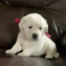 Golden Retriever Puppy Lacy