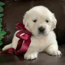 Golden Retriever Puppy Lacy