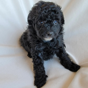 Pomapoo Puppy Java