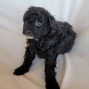 Pomapoo Puppy Java