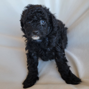 Pomapoo Puppy Java