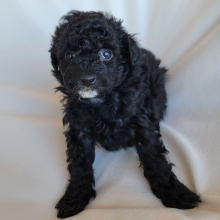 Pomapoo Puppy Java
