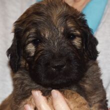 Goldendoodle Puppy Sarge