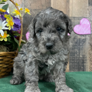 Goldendoodle Puppy Elana