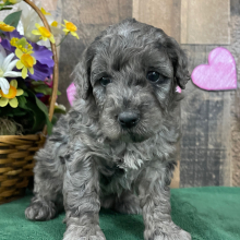 Goldendoodle Puppy Elana
