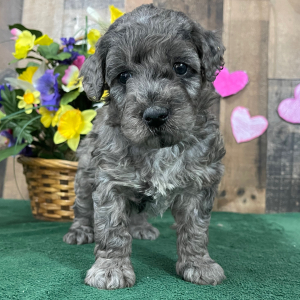 Goldendoodle Puppy Elana