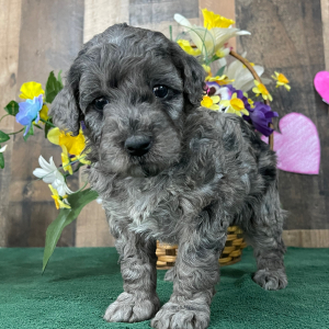 Goldendoodle Puppy Elana