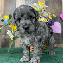 Goldendoodle Puppy Elana