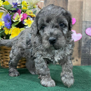 Goldendoodle Puppy Elana