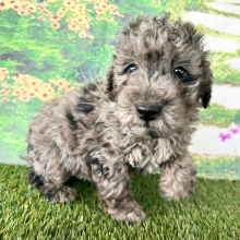 Goldendoodle Puppy Elana
