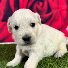 Golden Retriever Puppy Jeffery