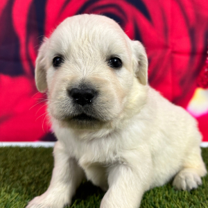 Golden Retriever Puppy Jeffery