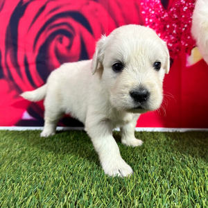 Golden Retriever Puppy Jeffery