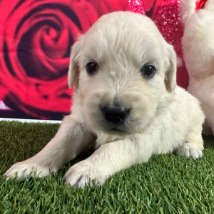 Golden Retriever Puppy Jeffery