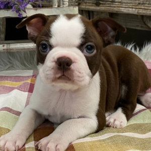 Boston Terrier Puppy Athena