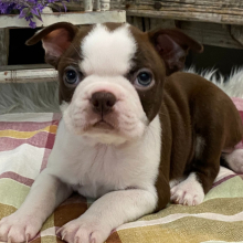 Boston Terrier Puppy Athena