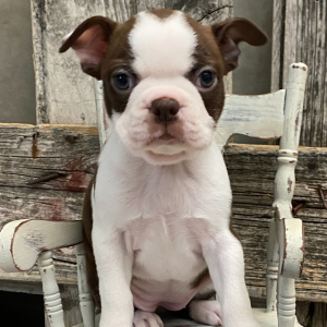 Boston Terrier Puppy Athena