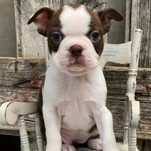 Boston Terrier Puppy Athena