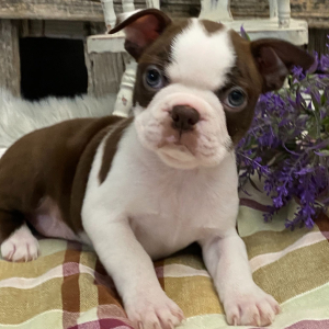 Boston Terrier Puppy Athena