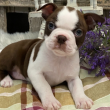 Boston Terrier Puppy Athena