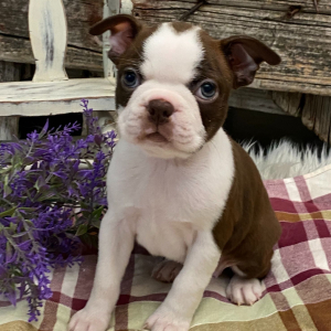 Boston Terrier Puppy Athena