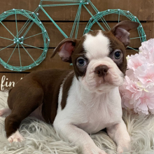 Boston Terrier Puppy Athena