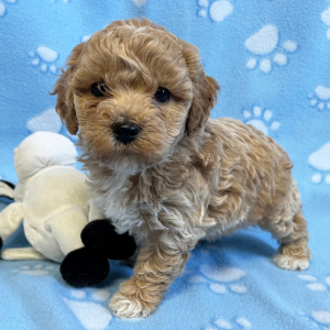 Bichonpoo Puppy Rudy