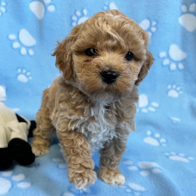 Bichonpoo Puppy Rudy
