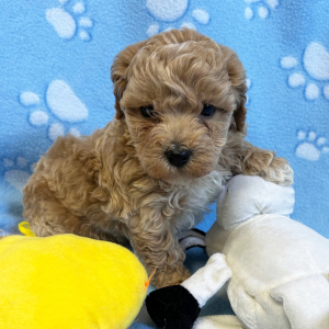 Bichonpoo Puppy Rudy