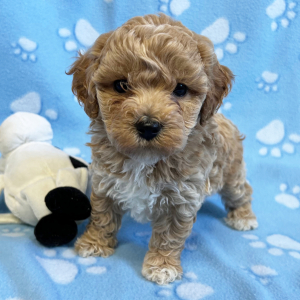 Bichonpoo Puppy Rudy