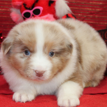 Australian Shepherd Puppy Storm