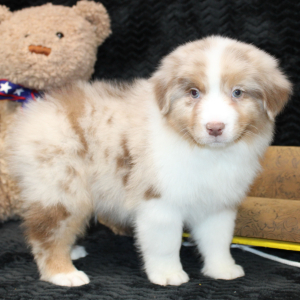 Australian Shepherd Puppy Storm