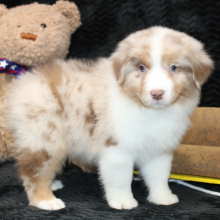 Australian Shepherd Puppy Storm