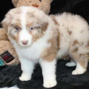 Australian Shepherd Puppy Storm