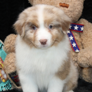 Australian Shepherd Puppy Storm
