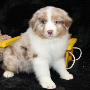 Australian Shepherd Puppy Storm