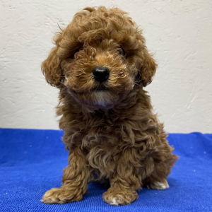 Poodle Puppy Chase