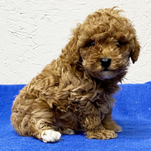 Poodle Puppy Chase