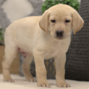 Labrador Retriever Puppy Slate