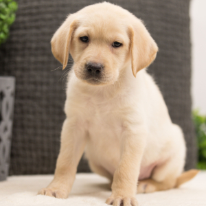Labrador Retriever Puppy Slate