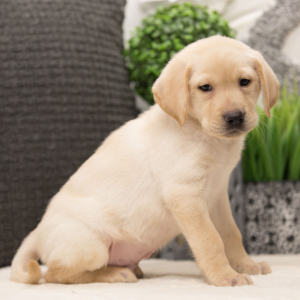 Labrador Retriever Puppy Slate