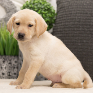 Labrador Retriever Puppy Slate