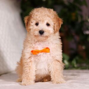 Bichonpoo Puppy Tristan