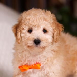 Bichonpoo Puppy Tristan
