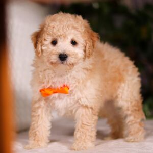 Bichonpoo Puppy Tristan