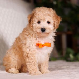 Bichonpoo Puppy Tristan