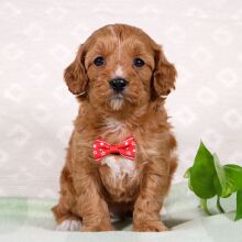 Cavapoo Puppy Wallace